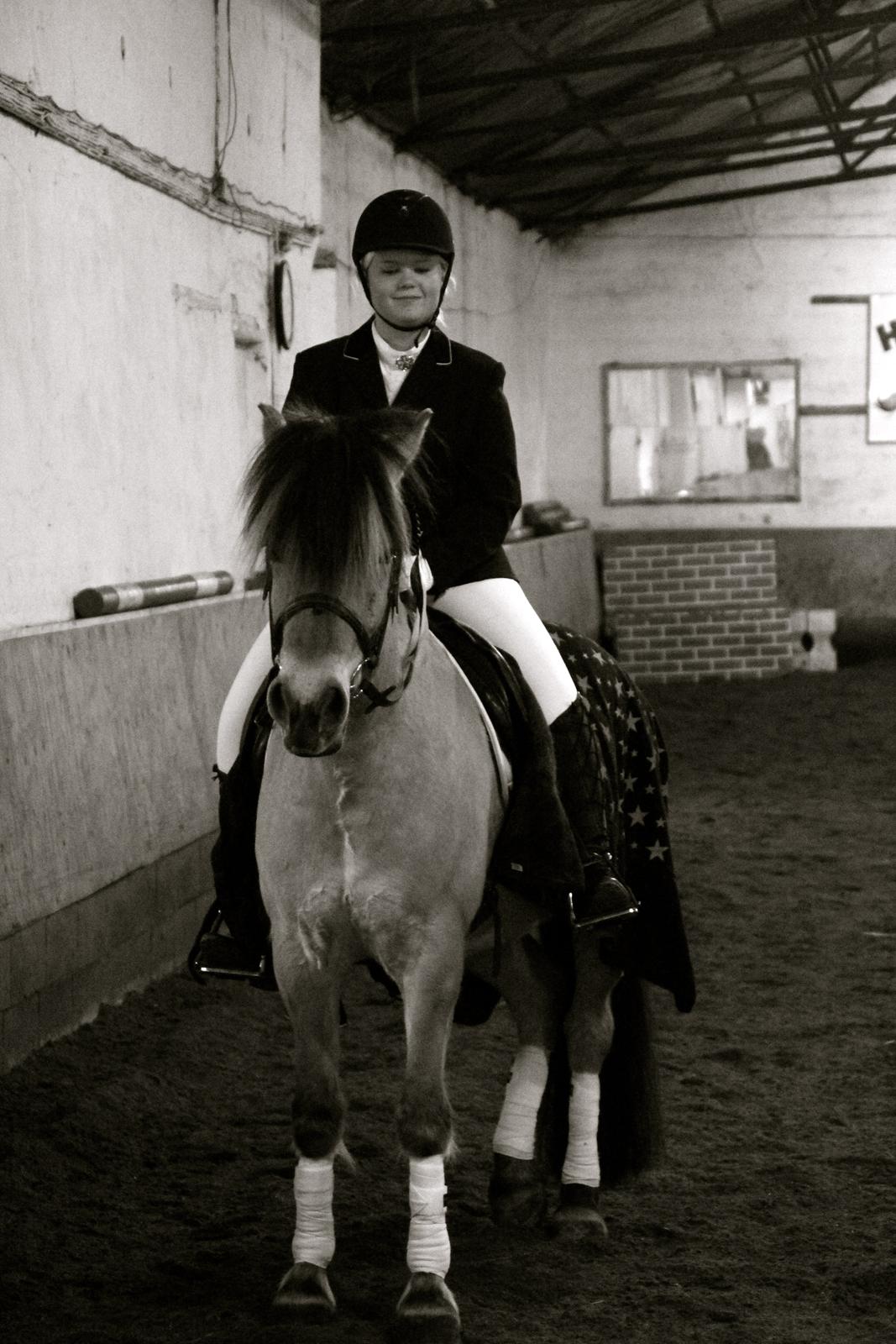 Fjordhest Jackpot Jakobsgaard - 13. april 13' billede 8