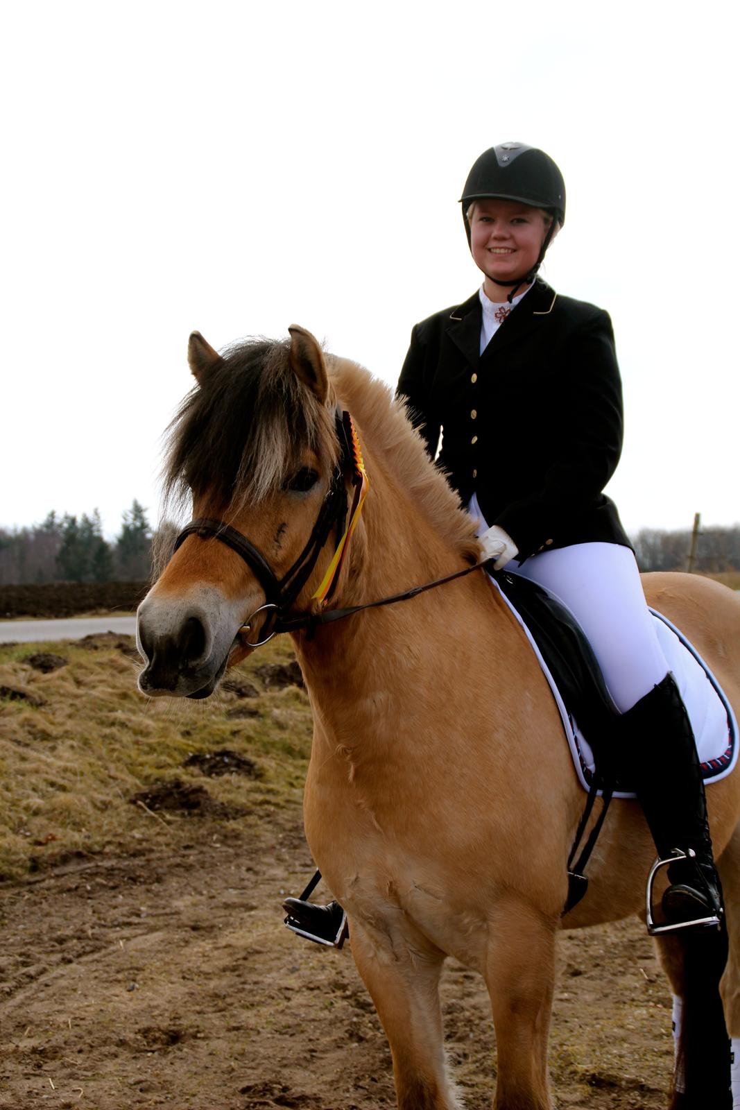 Fjordhest Jackpot Jakobsgaard - 13. april 13' billede 9