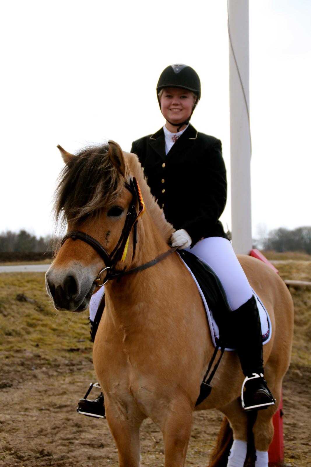 Fjordhest Jackpot Jakobsgaard - 13. april 13' billede 10