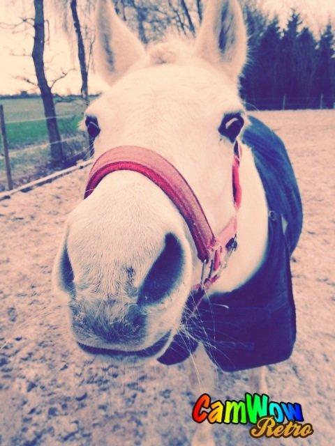 Anden særlig race Miranda billede 4