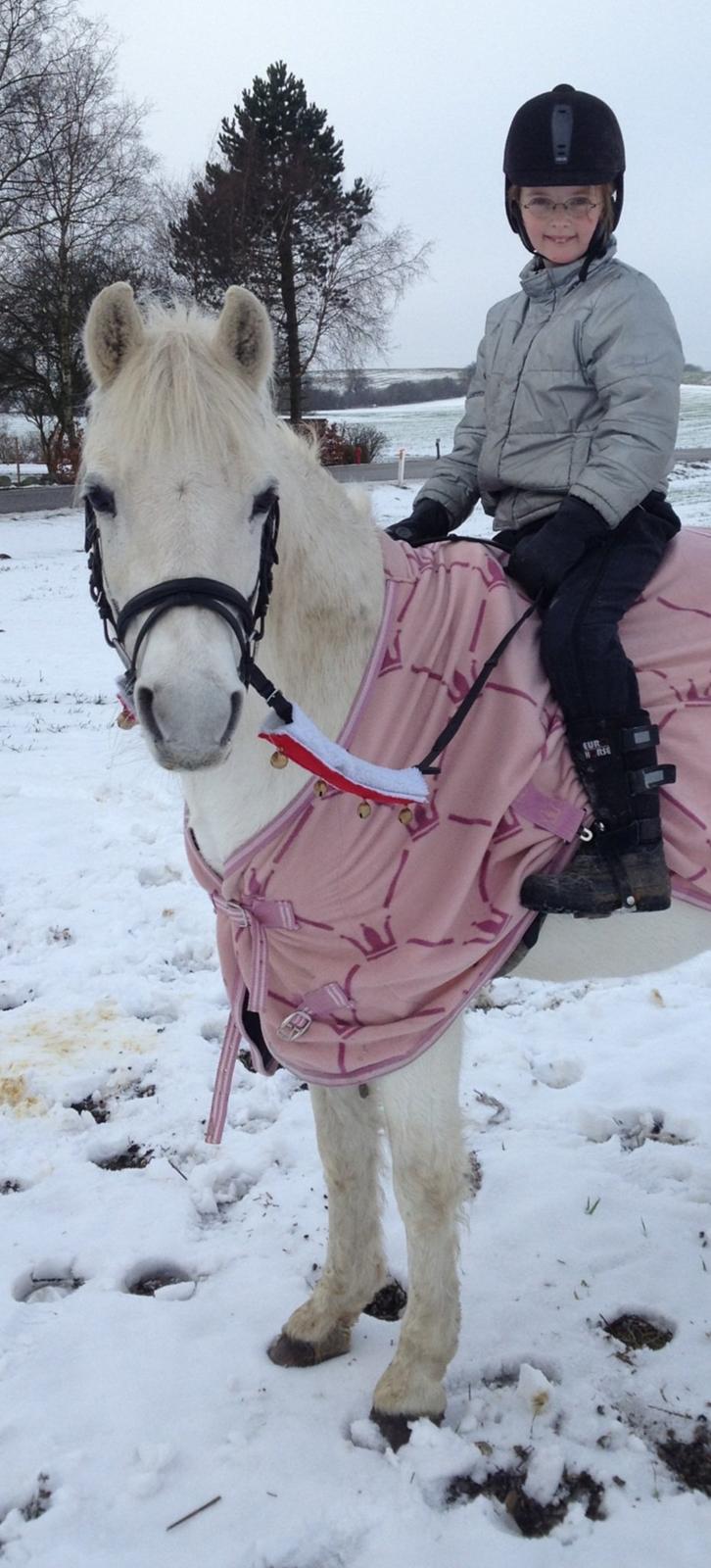 Anden særlig race Miranda billede 5