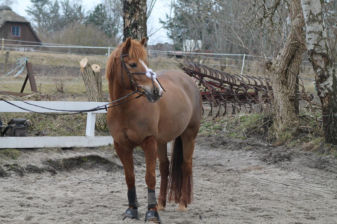 New Forest Engdalens Wendy - min bedste ven <3 - FOTOSHOOT med skatten <3 Foto: Mig billede 8