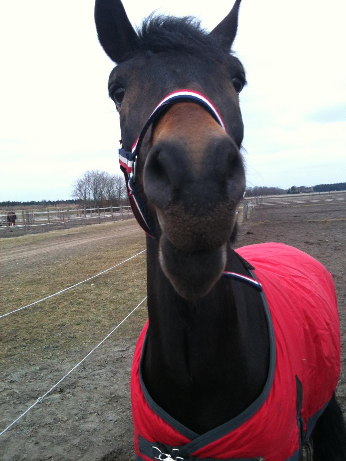 New Forest Sky Jumper <3  SOLGT! <3 Tidligere pony<3 - Spiser gulderødder<3
Velkommen til sky´s profil. Verdens smukkeste NF<3 billede 1