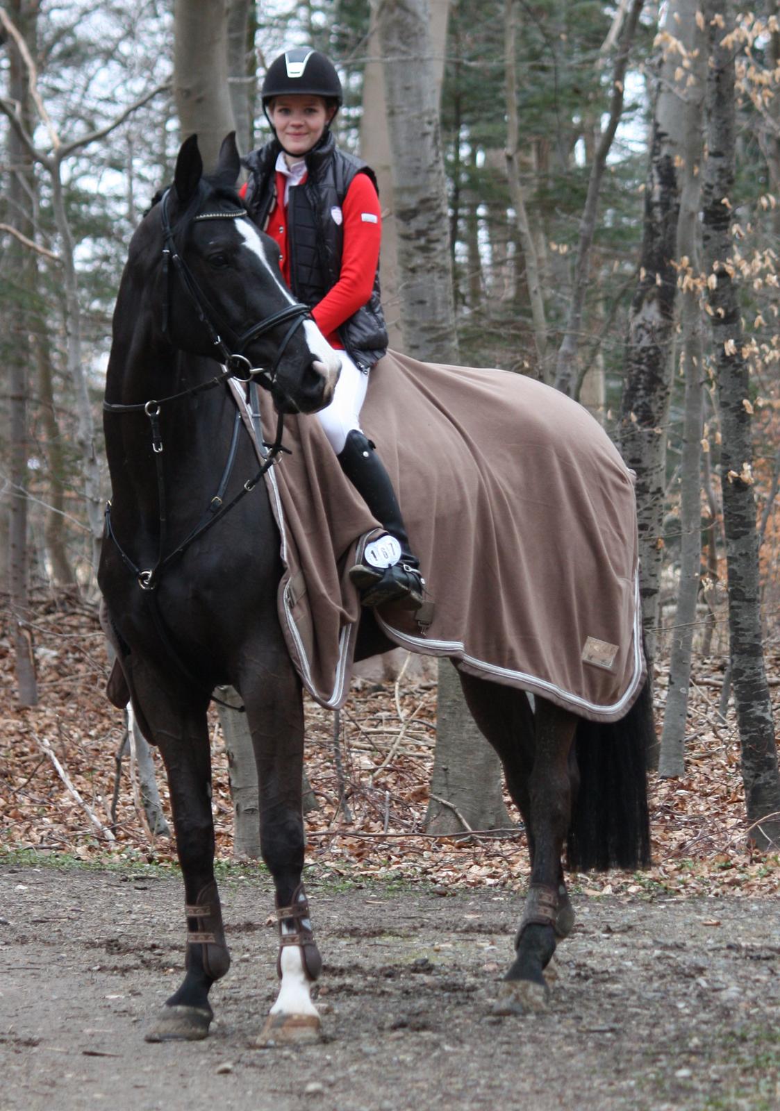 Hannoveraner Amando 29 billede 4