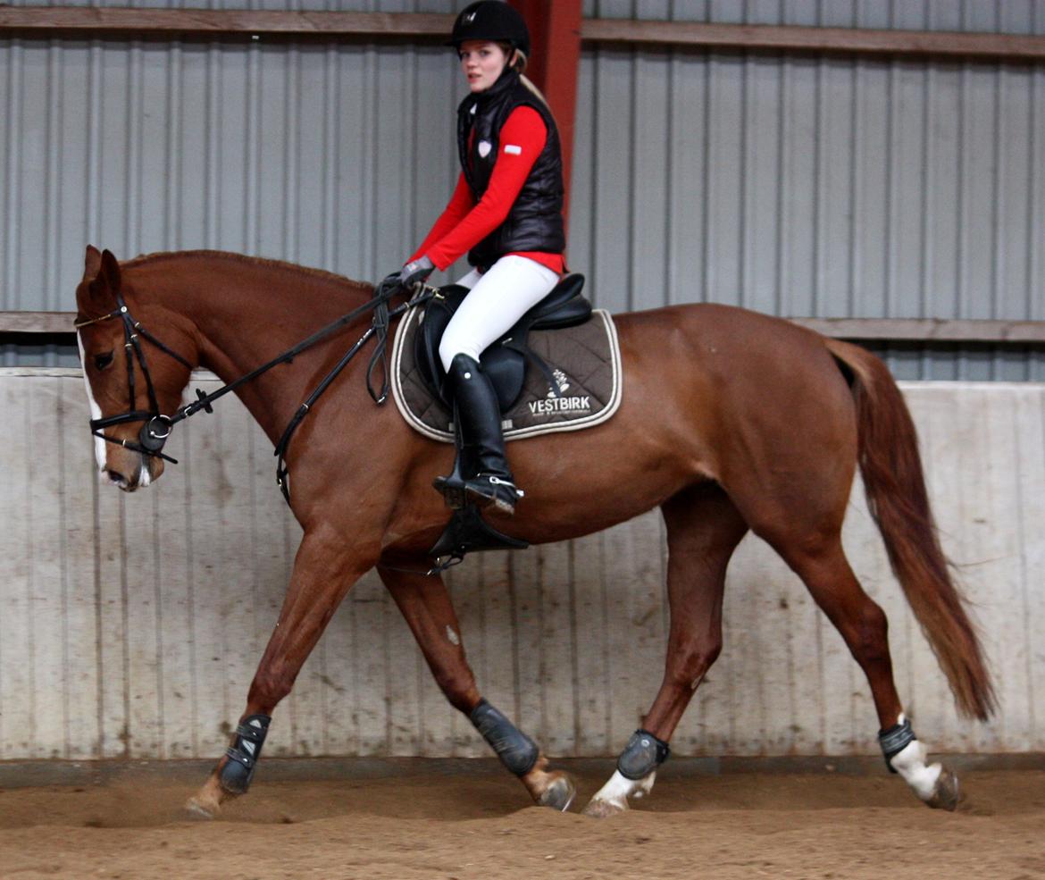 Dansk Varmblod Jo's Apple - Genoptræning april 2013 billede 18