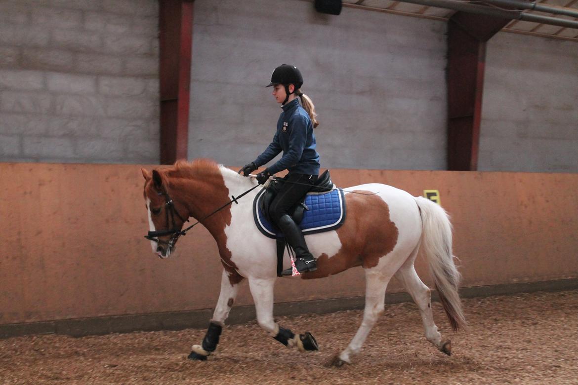 Pinto Lindholms Toniquie - 1. april 2013 -Letridning. billede 8