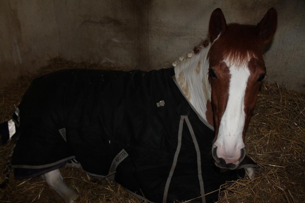 Pinto Lindholms Toniquie - 25. november 2012
-Take a nap before the competition :) billede 13