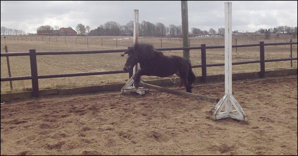 Knabstrupper Gizmo [min søsters pony] billede 2