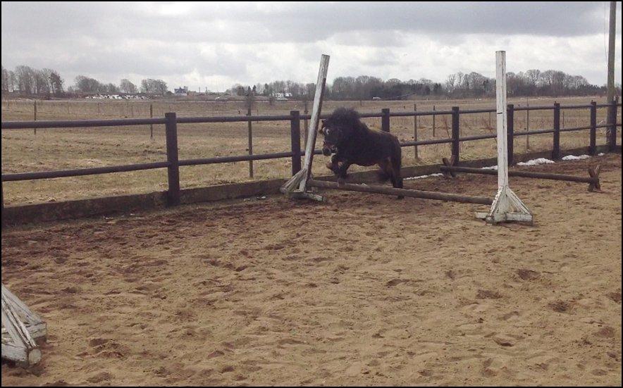 Knabstrupper Gizmo [min søsters pony] billede 6