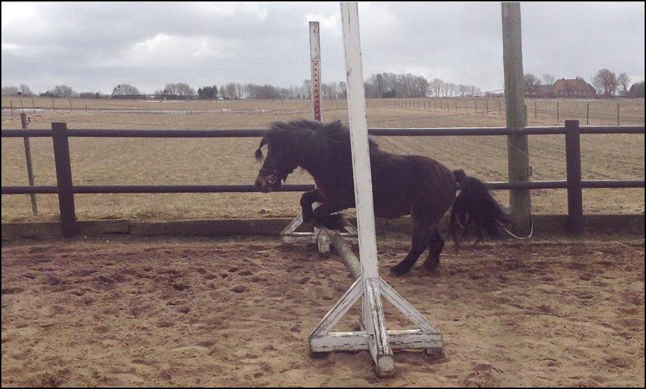 Knabstrupper Gizmo [min søsters pony] billede 8