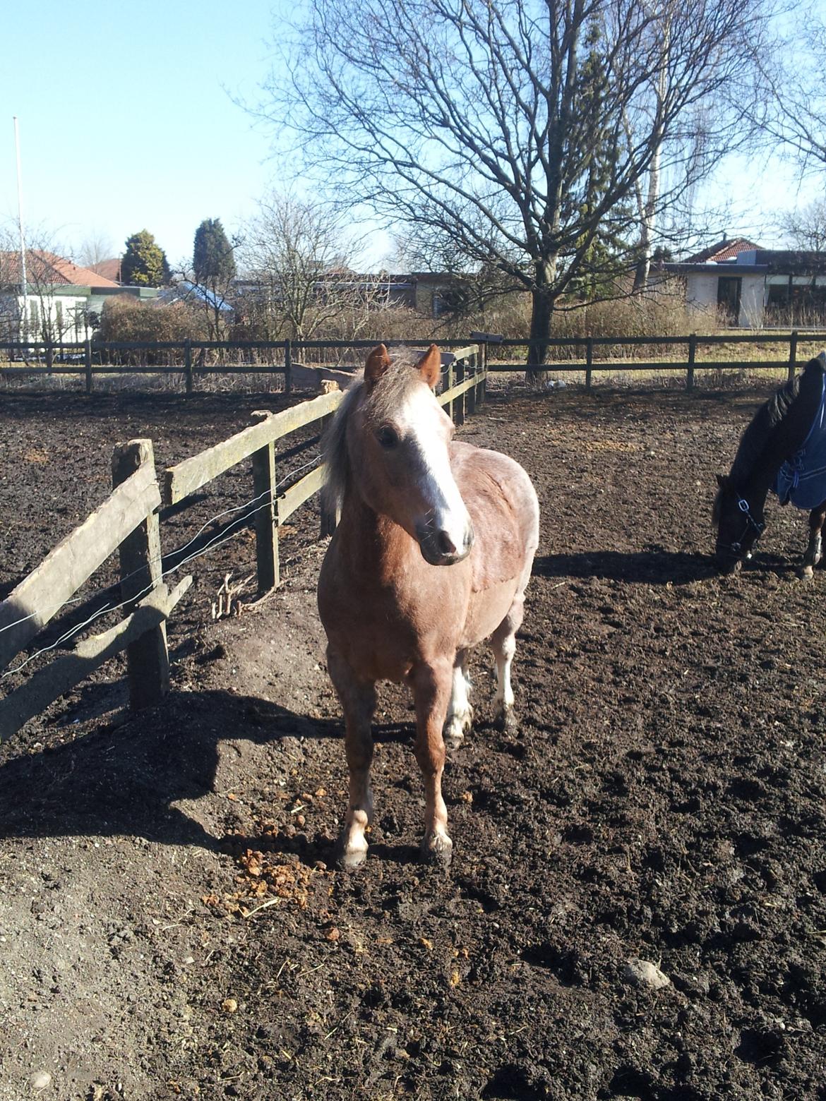 Dartmoor Skovbrynets Bastjan billede 1