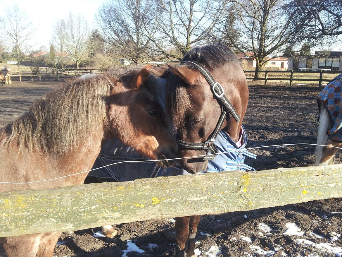 Dartmoor Skovbrynets Bastjan - Bastian og Annet :) billede 17