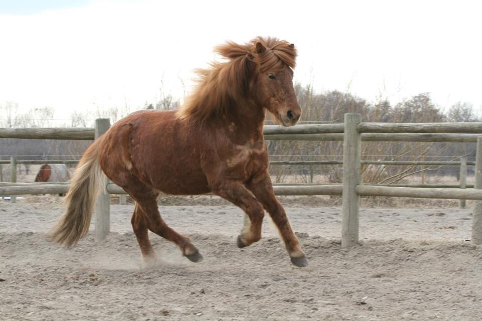 Islænder Ormur fra Eyfjörd <3 | THTH - Ormur i galop :-) billede 12