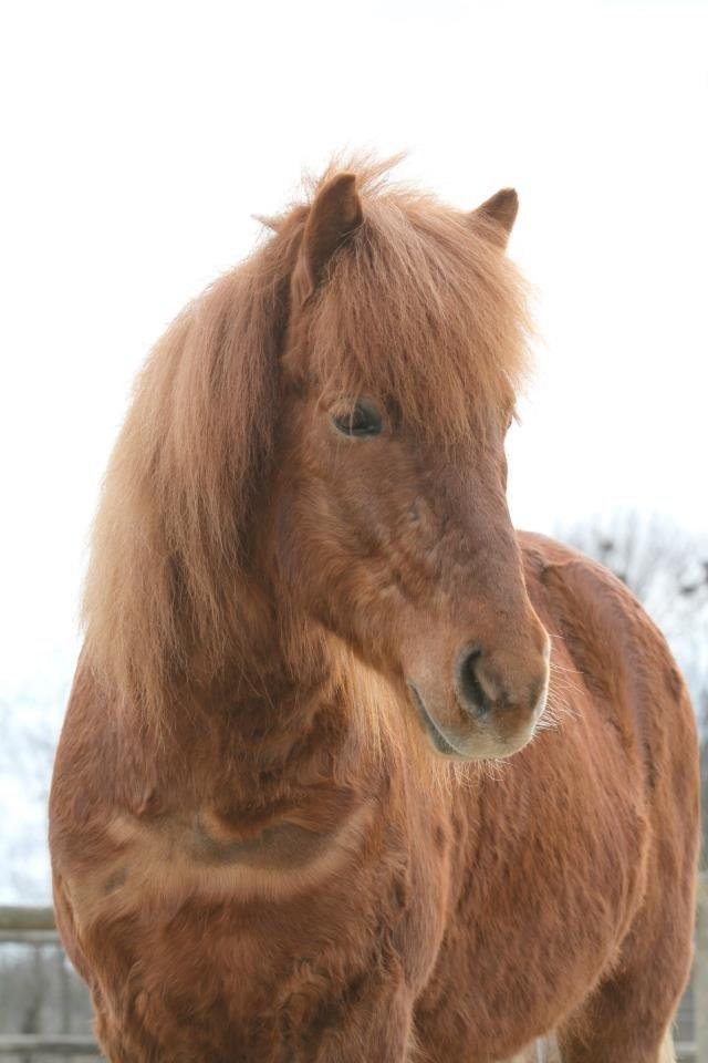 Islænder Ormur fra Eyfjörd <3 | THTH - April 2013 billede 11