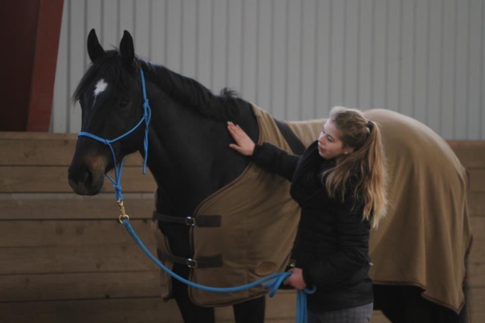 Dansk Varmblod Birkemosens Achilleus - Achilleus, du gør mit liv fuldendt<3  billede 6