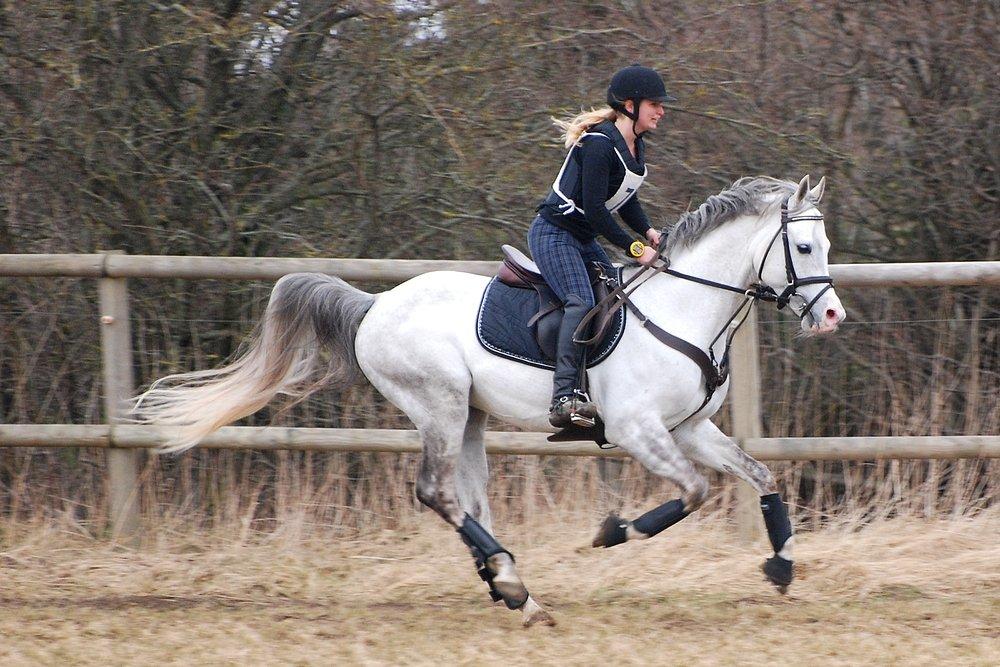 Arabisk fuldblod (OX) TIL MINDE om Gaudeamus - CNC80 Skårup Overgård. Silverdrengen i fuld fart. D. 13 April 2013. Vores 1. military stævne. billede 14