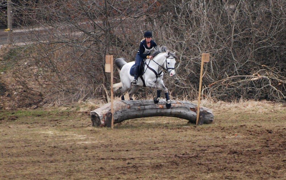 Arabisk fuldblod (OX) TIL MINDE om Gaudeamus - CNC80 Skårup Overgård. Silverdrengen i fuld fart. D. 13 April 2013. Vores 1. military stævne. billede 34