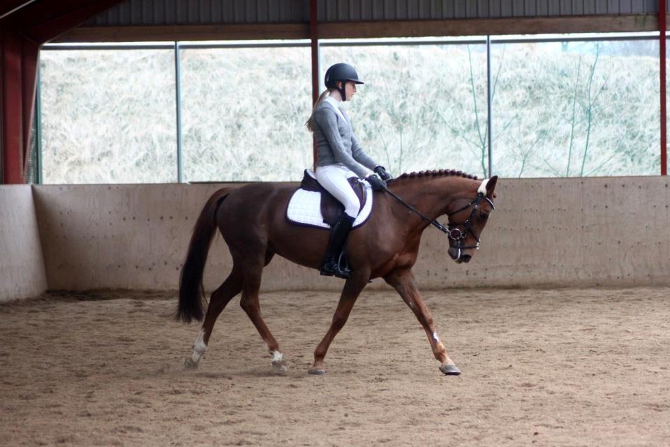 Anden særlig race Clements Penelope - Dressur ponyen<3 billede 18