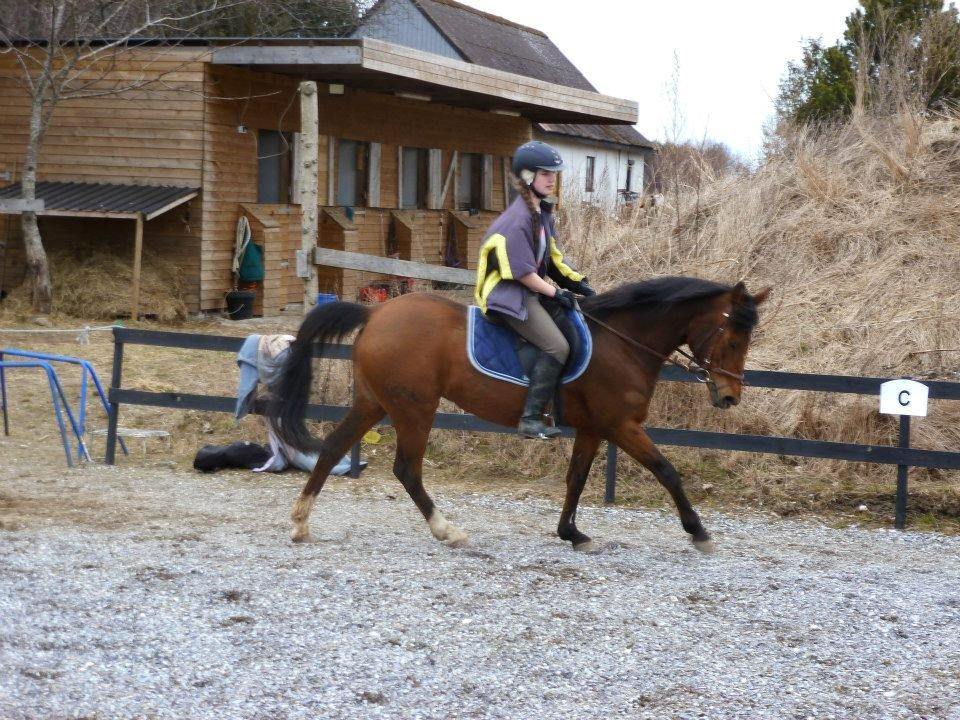 Hollandsk Sportspony Carmen - Carmen det nye sted. Vi har lige fået spring og skulle lige prøve dem. billede 11