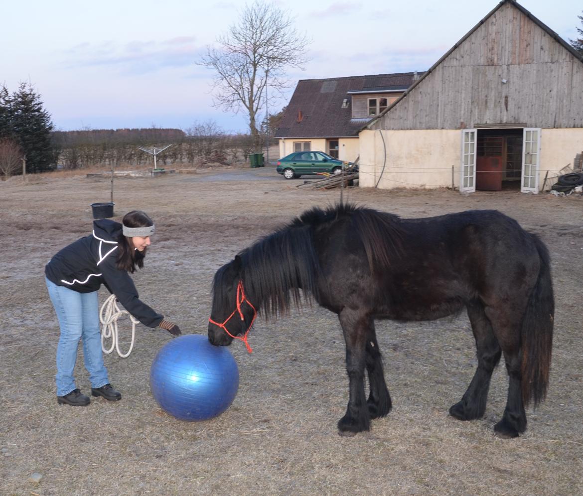 Fell pony Strandgaardens Black Jack - Jack og jeg triller bold. :-) billede 11