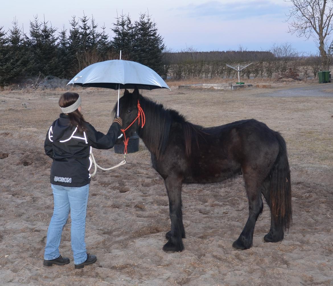 Fell pony Strandgaardens Black Jack - Vi leger med paraply. :-) billede 12
