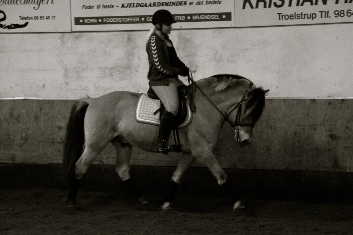 Fjordhest Jackpot Jakobsgaard - 12. april 13' billede 11