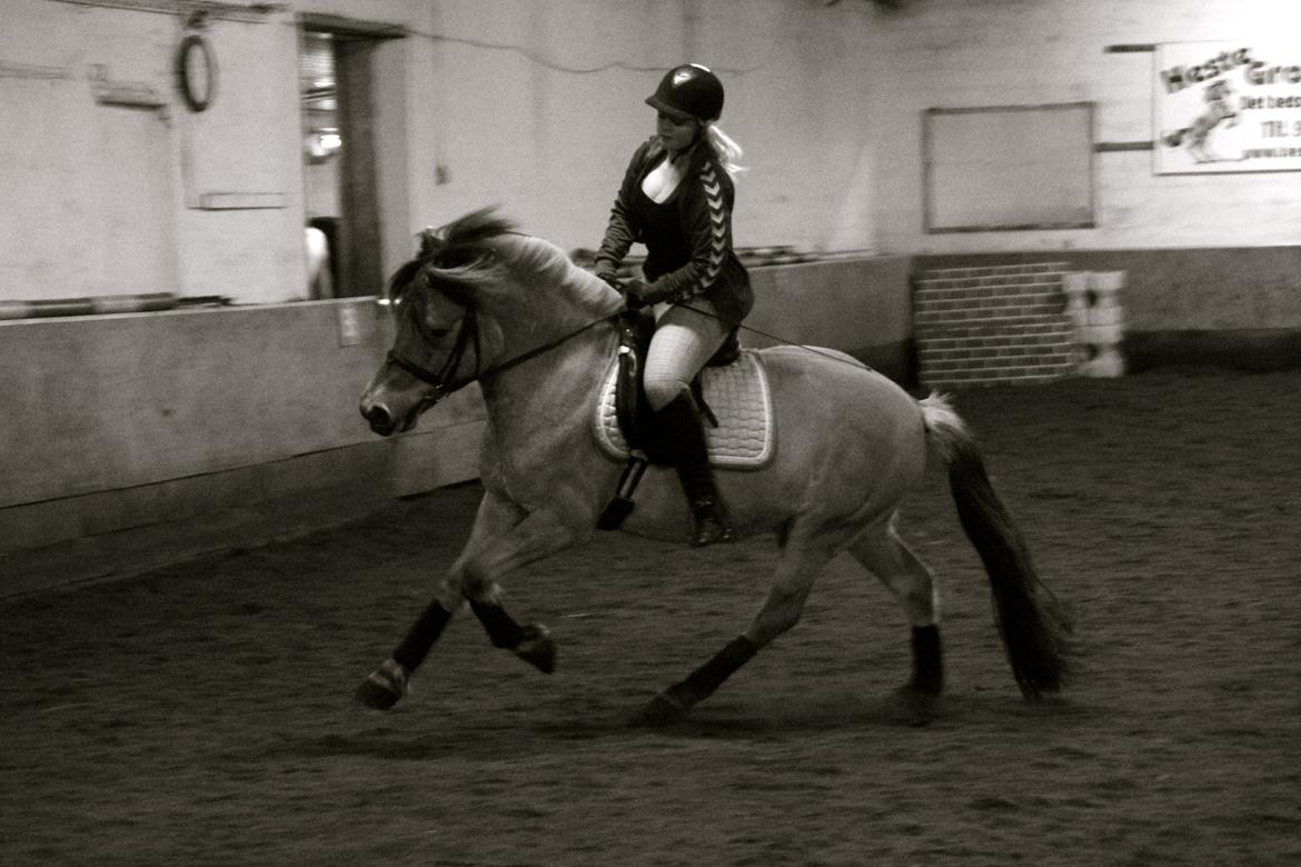 Fjordhest Jackpot Jakobsgaard - 12. april 13' billede 12