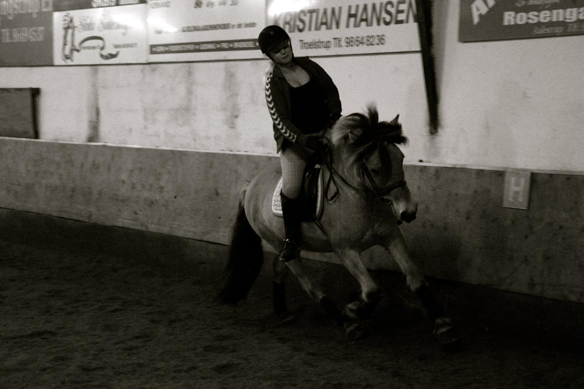 Fjordhest Jackpot Jakobsgaard - 12. april 13' billede 13