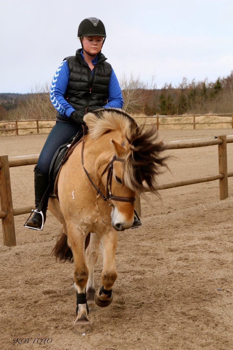 Fjordhest Jackpot Jakobsgaard - 7. april 13' billede 14