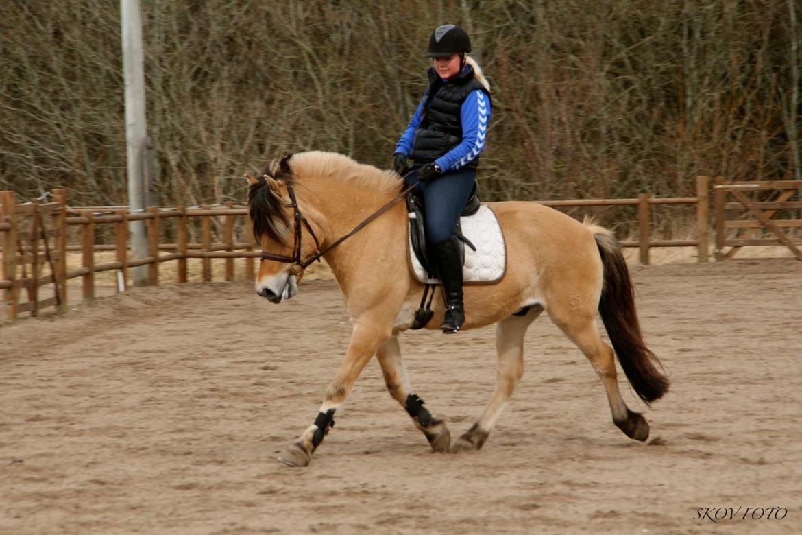 Fjordhest Jackpot Jakobsgaard - 7. april 13' billede 15