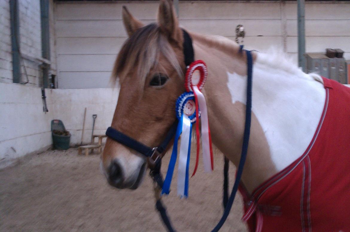 Anden særlig race Little Miss Cassie billede 3