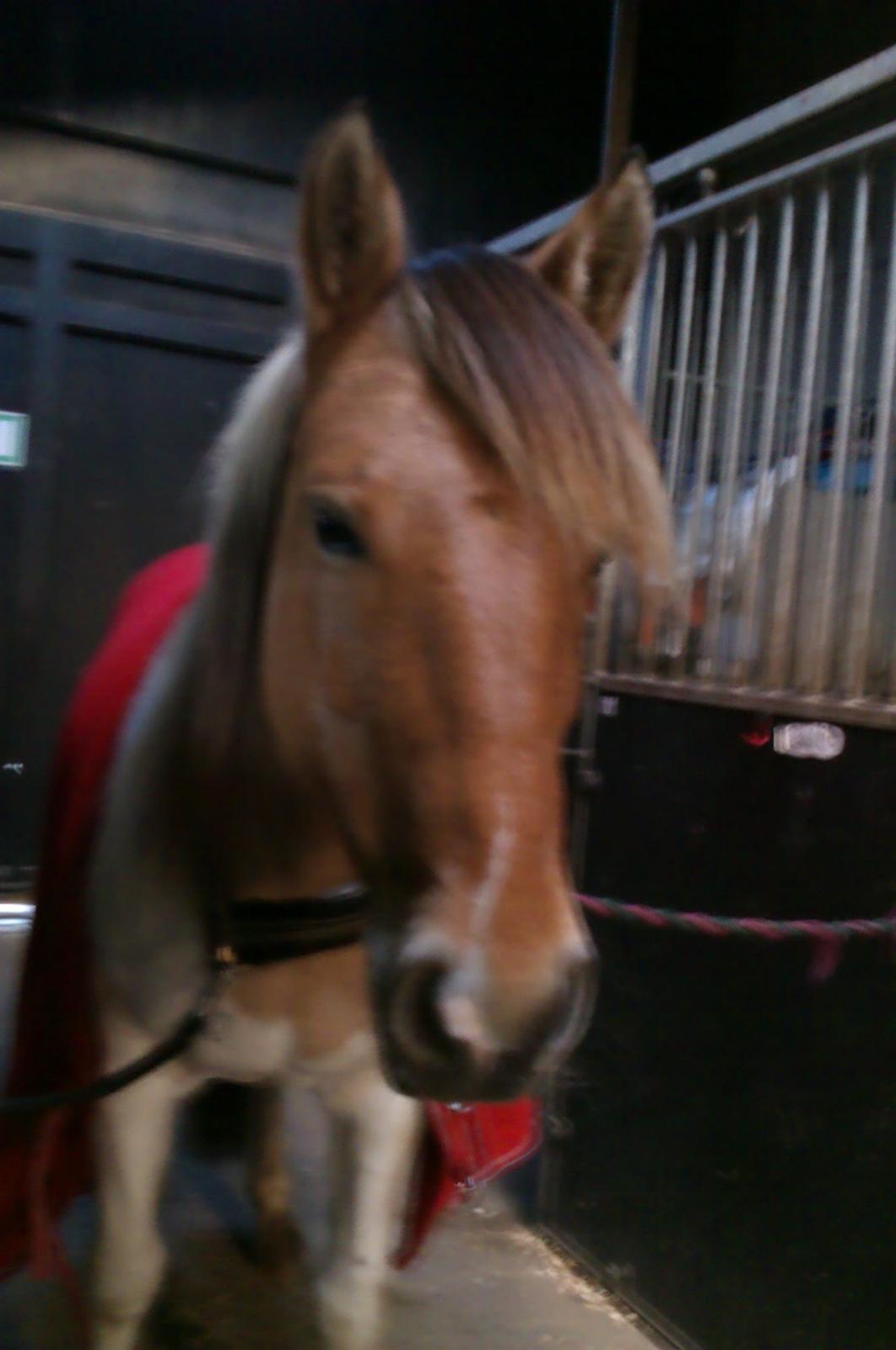 Anden særlig race Little Miss Cassie billede 4