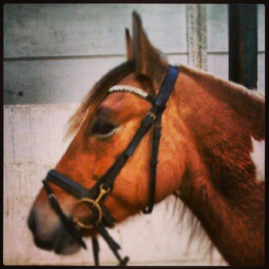 Anden særlig race Little Miss Cassie billede 10