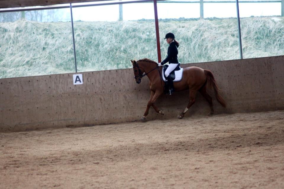 New Forest Reigershoeve Debbie (B-PONY) - Billedet er taget af Liv Nyhave Andersen billede 11