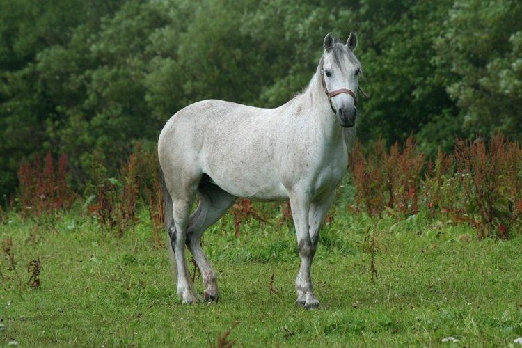 Anden særlig race Debbie rideskole hest billede 1