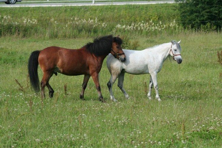 Anden særlig race Debbie rideskole hest - Debbie og Magnus på summergræs billede 2