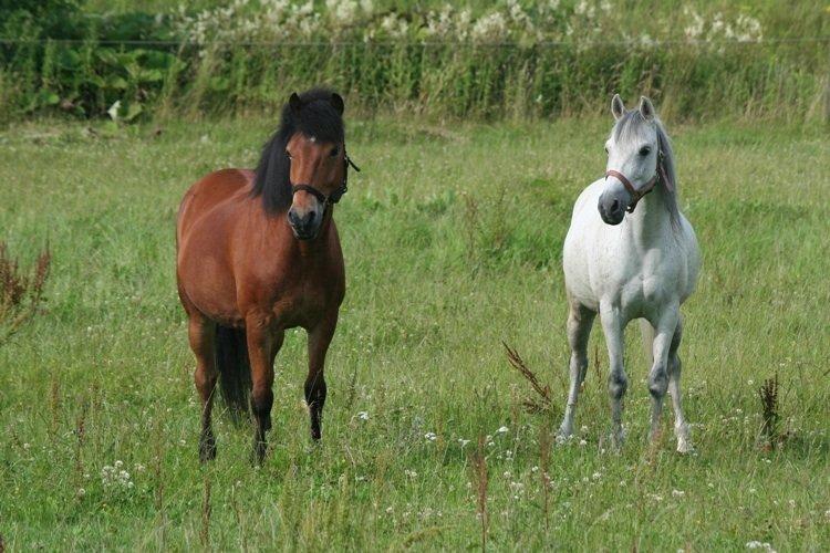 Anden særlig race Debbie rideskole hest - Debbie og Magnus på summergræs billede 3