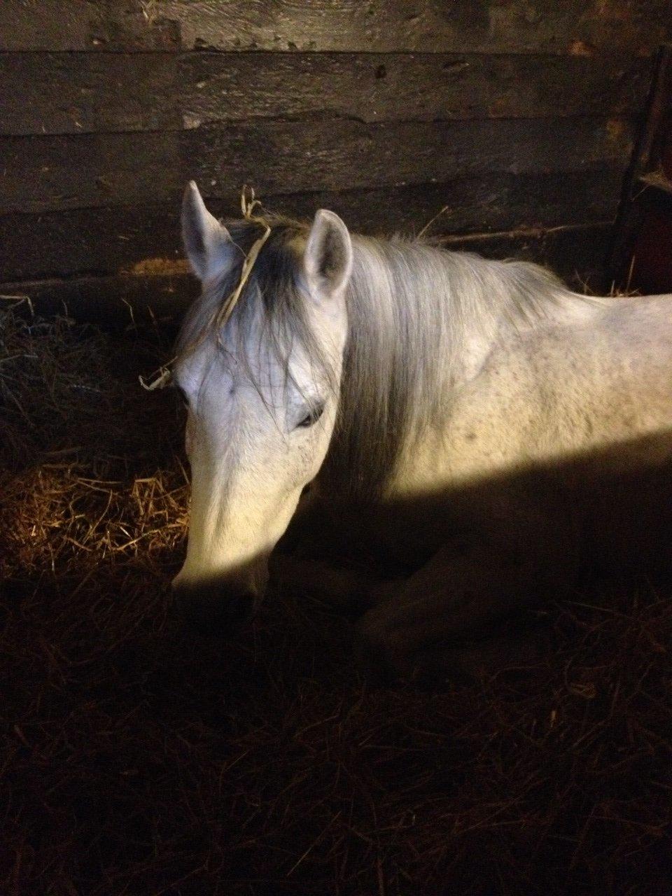Anden særlig race Debbie rideskole hest - Debbie er lidt træt billede 13