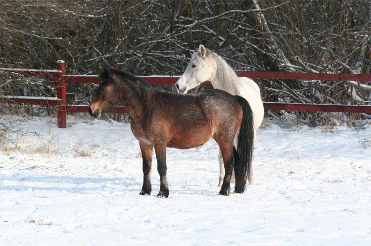 Anden særlig race Debbie rideskole hest - Så fik hesten lov til at komme ud i sneen billede 9