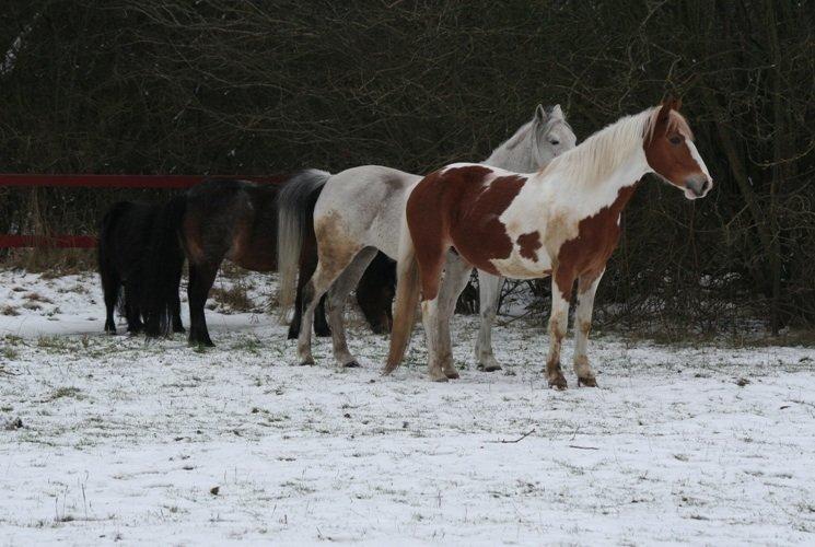 Anden særlig race Debbie rideskole hest - Så fik hesten lov til at komme ud i sneen billede 10