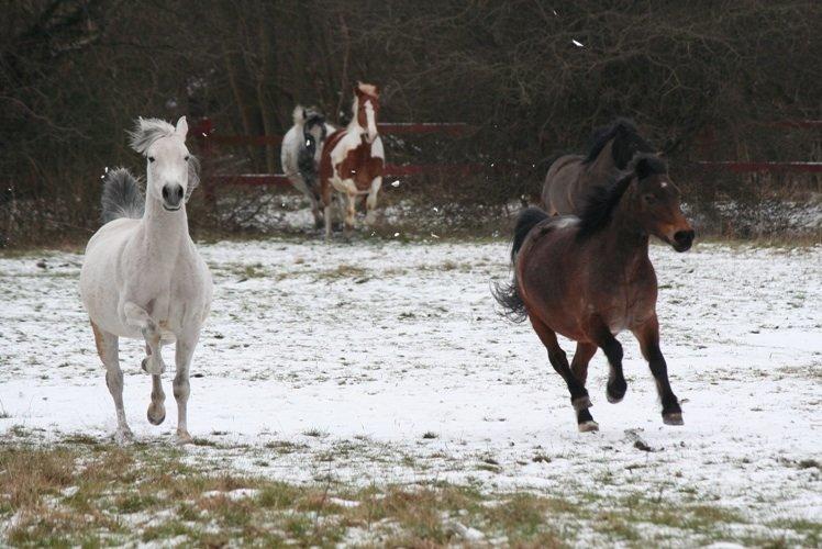Anden særlig race Debbie rideskole hest - Så fik hesten lov til at komme ud i sneen billede 11