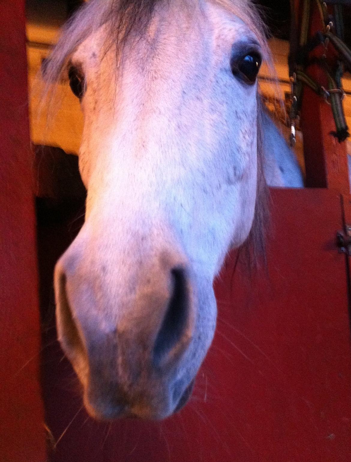 Anden særlig race Debbie rideskole hest - Hov var det en mobil billede 14