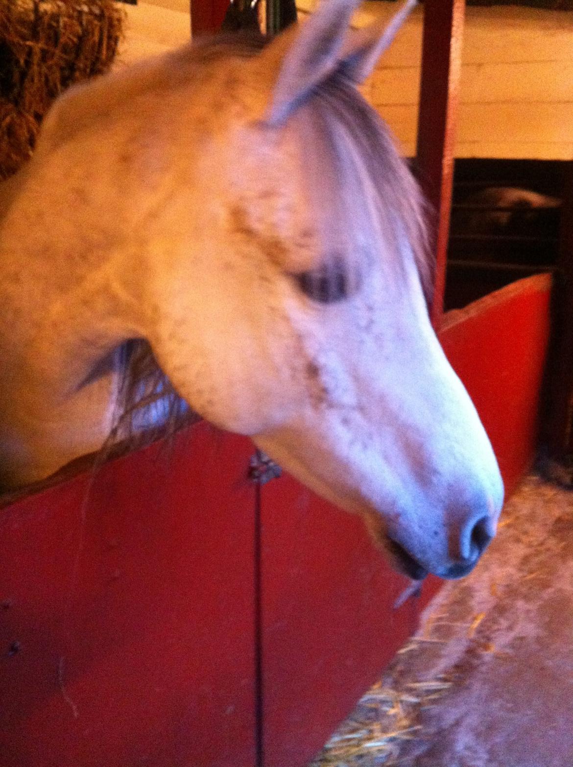 Anden særlig race Debbie rideskole hest - i boks  billede 15