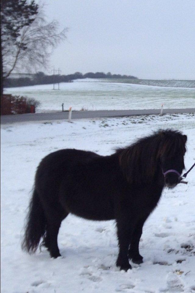 Shetlænder Molly billede 6