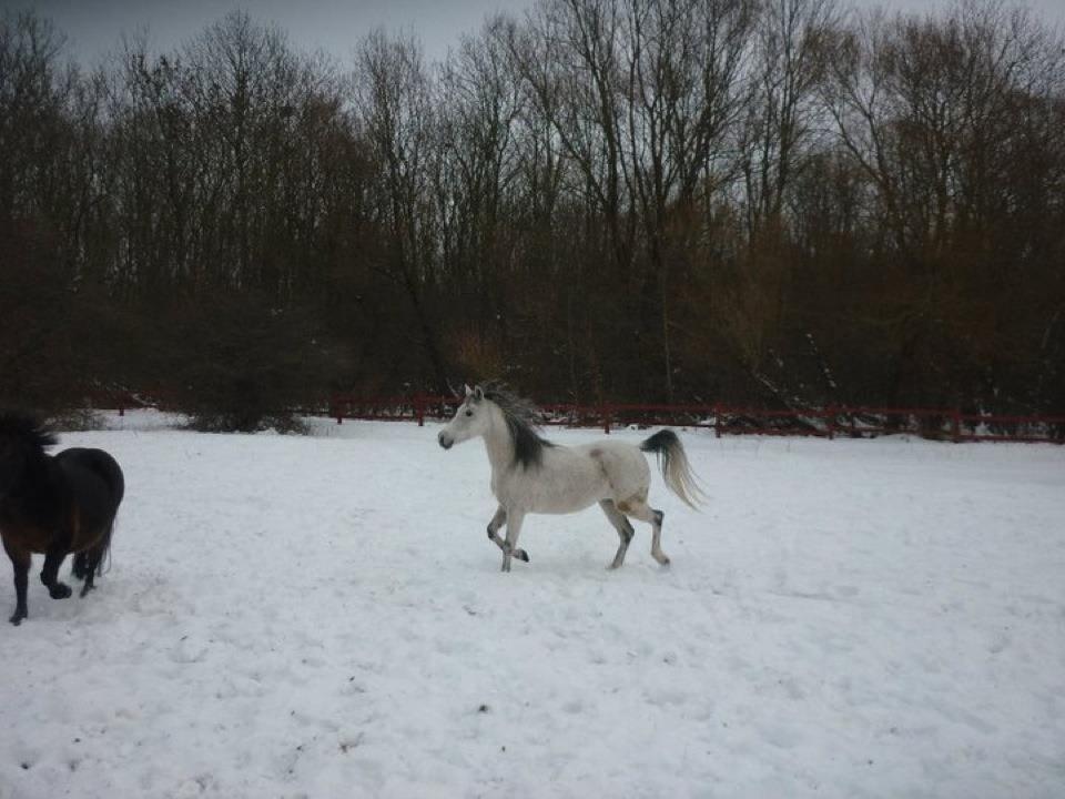 Anden særlig race Debbie rideskole hest - Så fik hesten lov til at komme ud i sneen billede 12