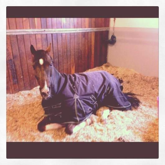Hollandsk Sportspony | Radec<3 | (Toblerone) - Sådan ser Radec ud hver dag han skal ud på fold.. Han vil hellere slappe af i sin boks :-)  billede 9