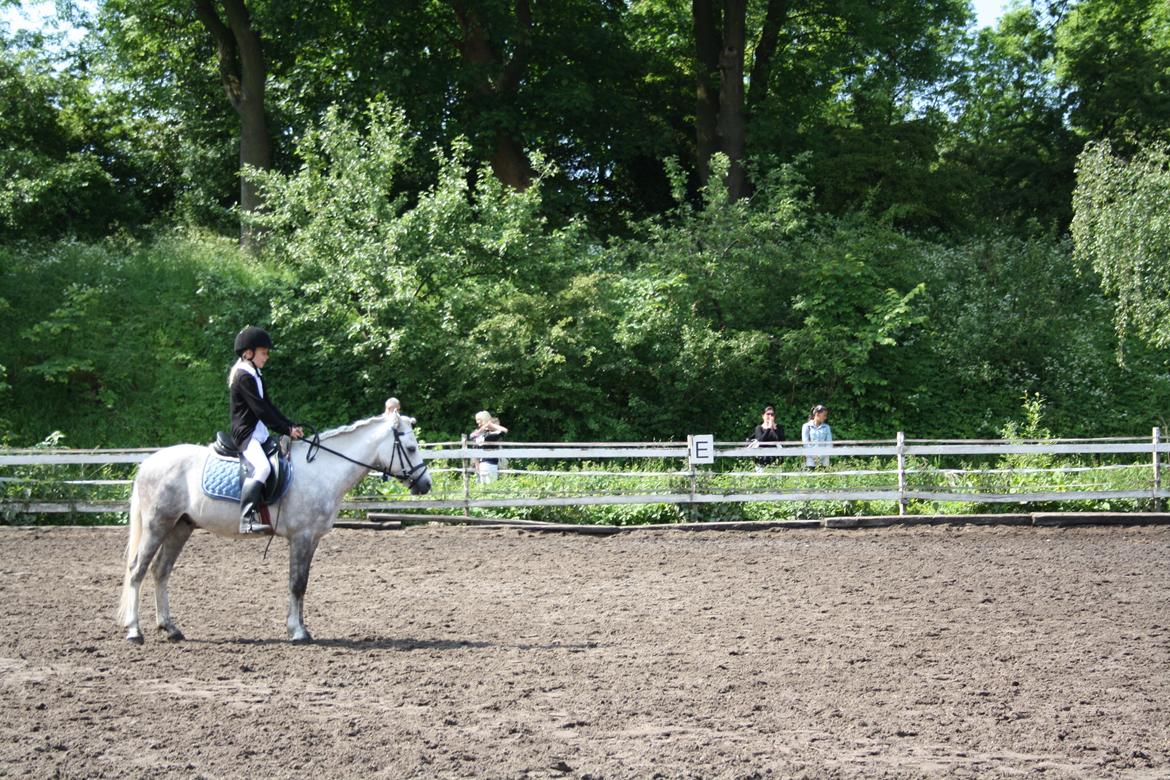 Anden særlig race Preben - Til stævne med rytteren Lucca - sommeren 2012 :) billede 11