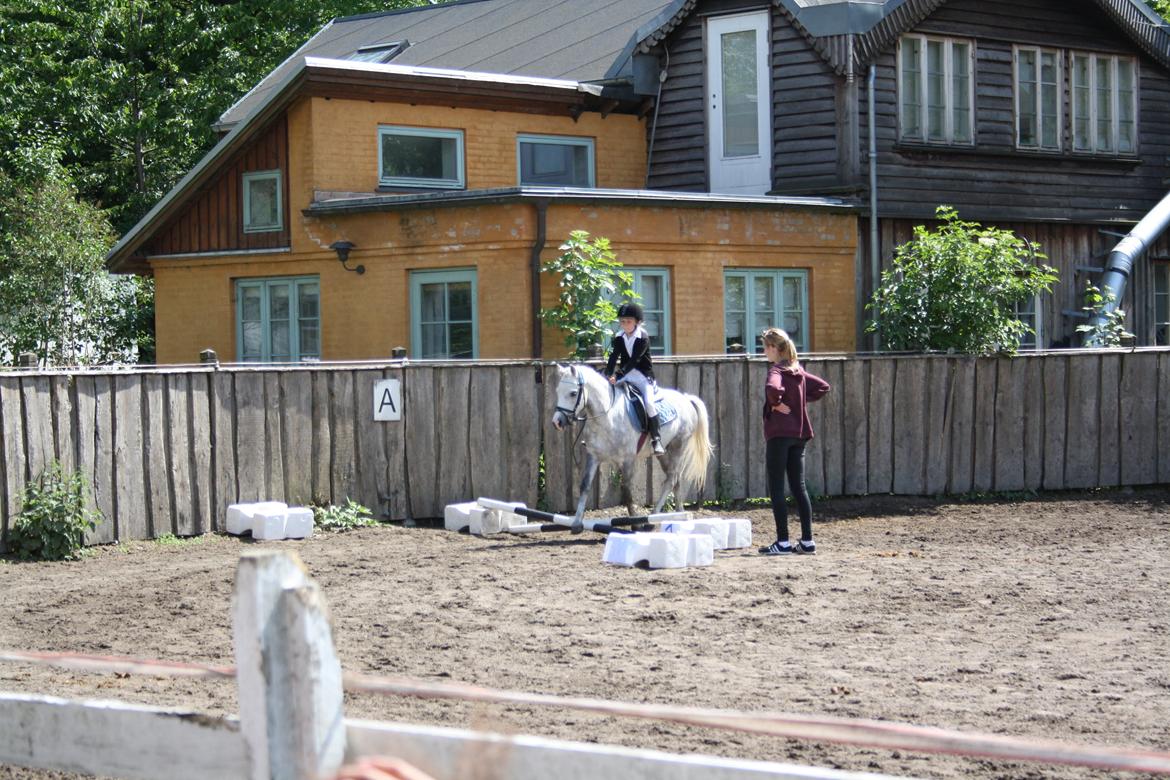 Anden særlig race Preben - Spring stævne med rytteren Lucca - sommeren 2012 <3 billede 12