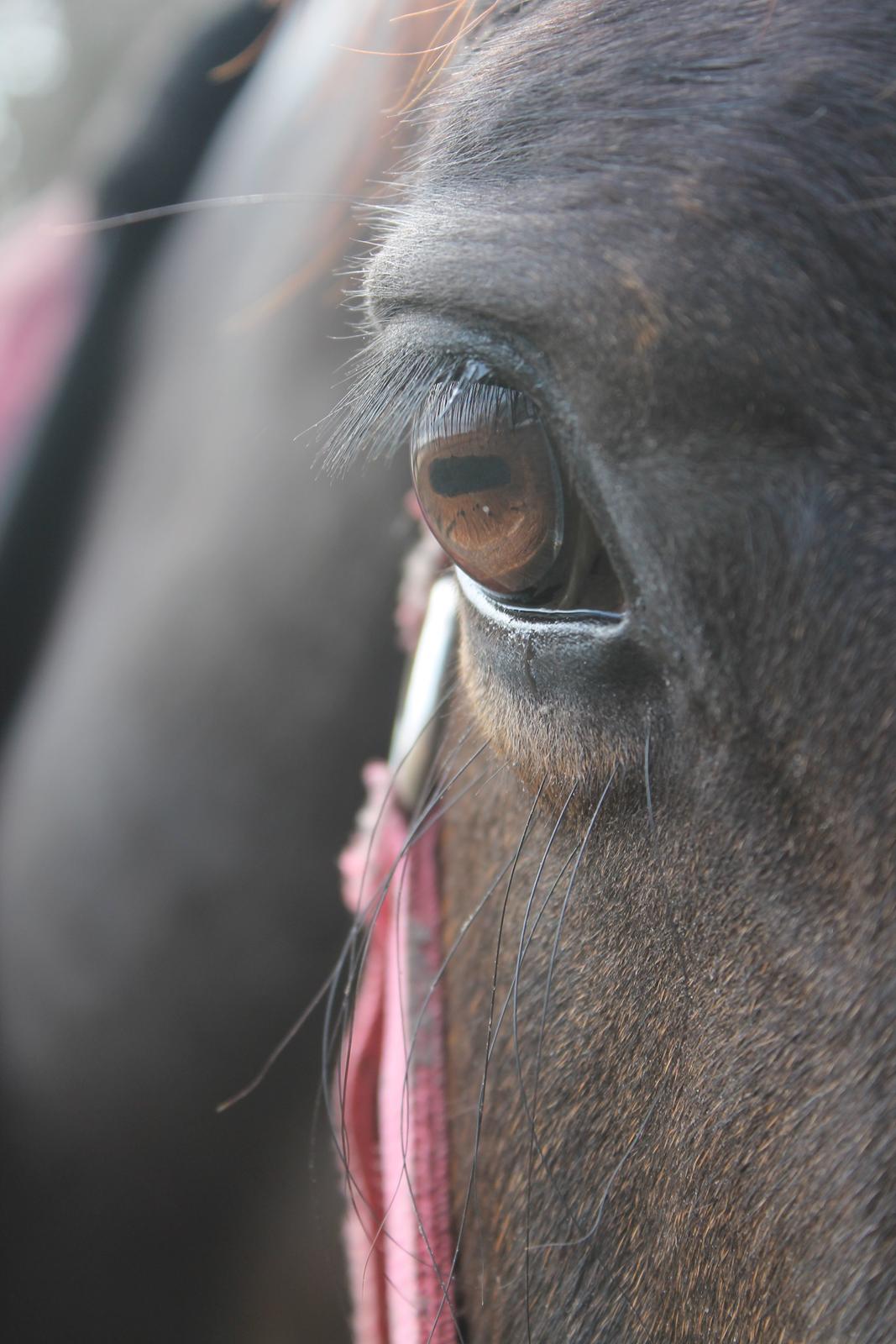 Anden særlig race Frk. Smilla <3. Part - Se ting gennem mine øjne  billede 9