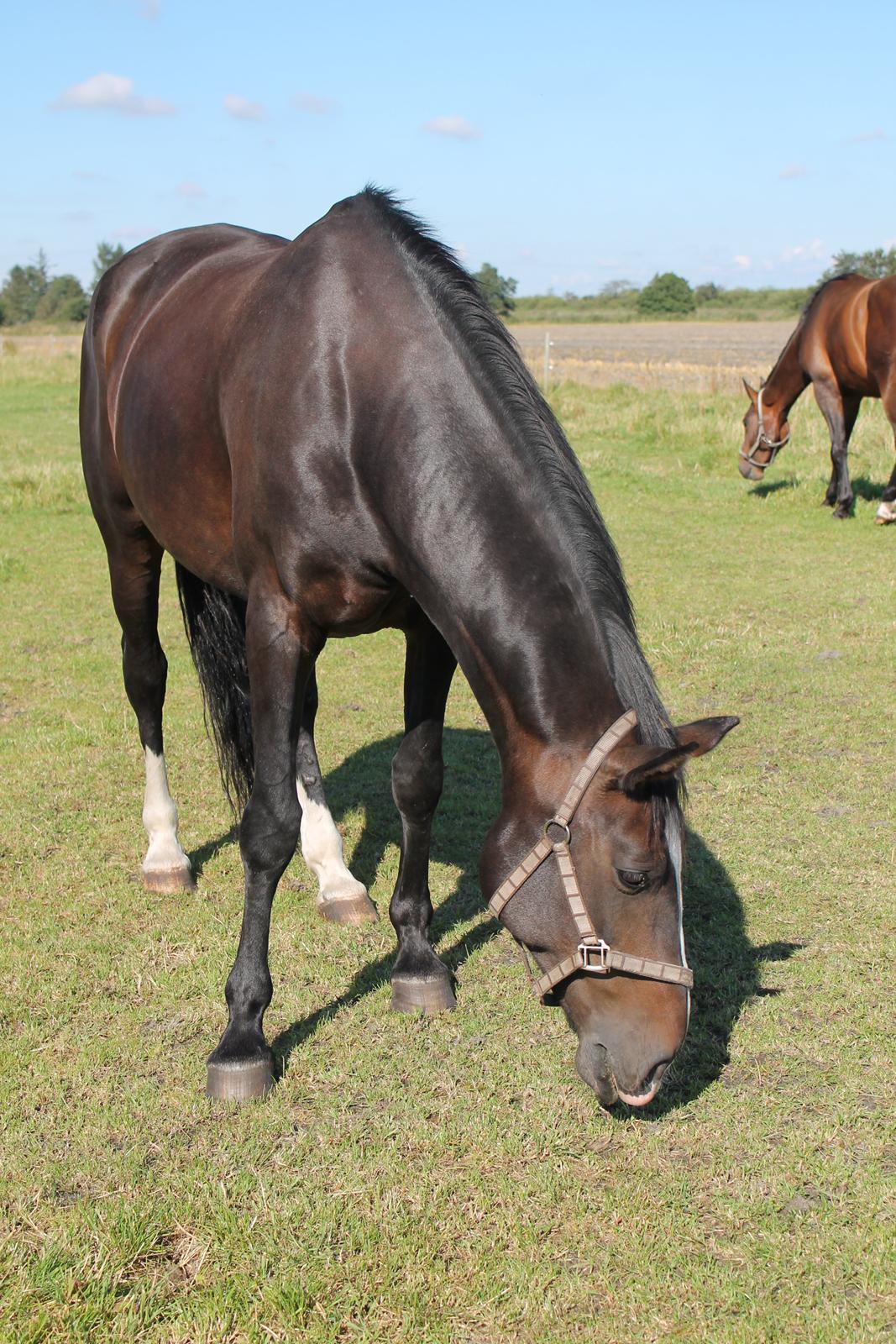 Anden særlig race Frk. Smilla <3. Part - sommeren 2012 <3 billede 11
